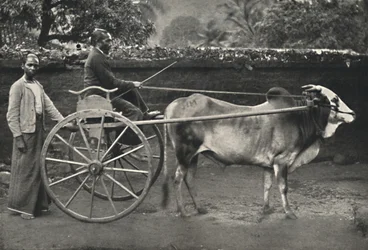 Carro di zebù singalese, 1926