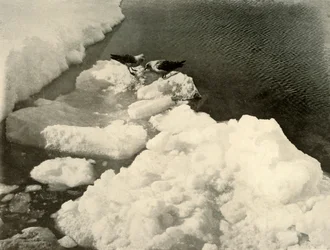 Gabbiani skua al bordo del ghiaccio, c1908