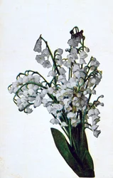 Bucaneve, cartolina floreale francese, c1900