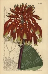 Aloe maculata (Aloe saponaria latifolia)
