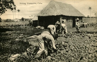 Smistamento degli ananas, Cuba, fine XIX - inizio XX secolo