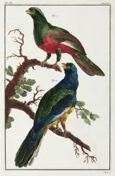 Uccelli sudamericani