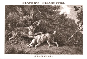 Spaniel, 1924