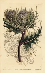 Cardo spinosissimo, Cirsium spinosissimum (Cnicus spinosissimus a testa piumata)