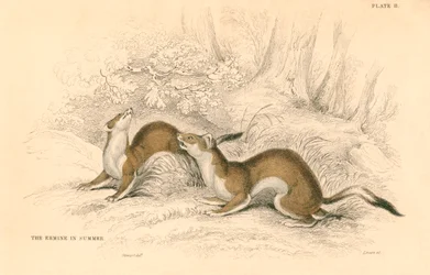 Donnola Mustela erminea, membro della famiglia dei mustelidi, 1828