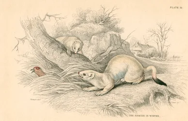 Ermellino Mustela erminea, membro della famiglia delle donnole, 1828