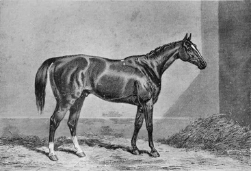 Stockwell, 1849-1871, 1911