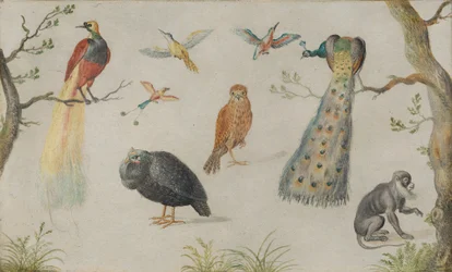 Studio di uccelli e scimmia