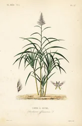 Canna da zucchero