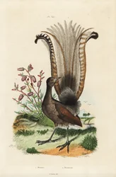 Superbo uccello lira e falsa azalea