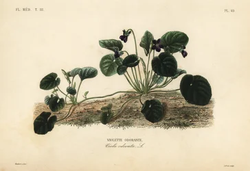 Viola odorata o viola del giardino, Viola odorata