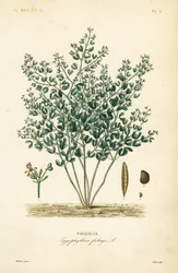 Fabaia
