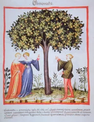 "Tacuinum Sanitatis" Codex Vindobonensis Nova Series 2644, fol. 9, Raccolta di albicocche, Miniatura (1370-1400)