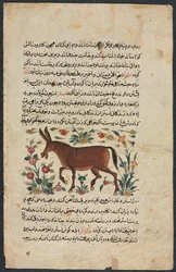 Pagina di testo, prosa persiana recto, Khar Ass verso, 1400s