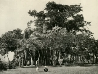 Il baniano, Barrackpore, 1870, 1925