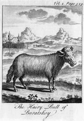 Il toro peloso di Buratskoy, c18° secolo
