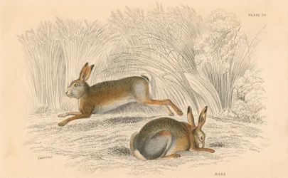 La lepre Lepus europaeus, 1828