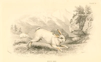 La lepre Lepus europaeus