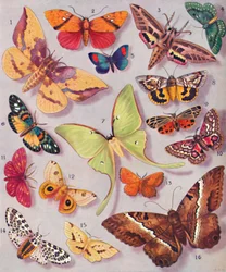 La Magnifica Colorazione di Alcune Falene, 1935