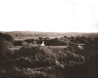 La Nuova Foresta, Hampshire