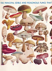 I principali funghi commestibili e velenosi nelle isole britanniche, 1935