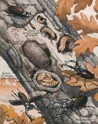 La Storia del Più Grande Coleottero Britannico, 1935