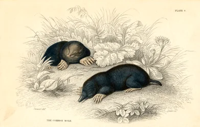 La talpa comune Talpa europea, 1828