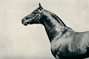 La testa del purosangue da corsa, Radium, c1910