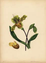 Scarpetta della Madonna, Cypripedium reginae, Somiglianza