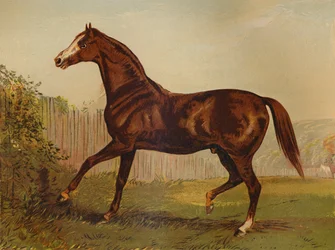 Purosangue Blair Athol, vincitore del Derby e St Leger 1864, c. 1879