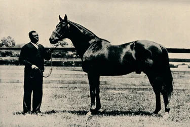 Cavallo da corsa purosangue, Man O War, c1920