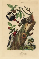 Picchio tridattilo, Picoides tridactylus, maschio, femmina e giovane fuori dal nido