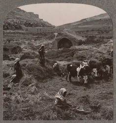 Trebbiatura del grano vicino al pozzo di Giacobbe, c1900