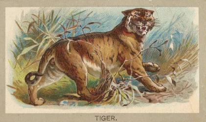 Tigre, dalla serie Animali del Mondo T180, emessa da Abdul Cigarettes, 1881