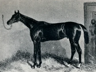 Tim Whiffler, c1860, 1911