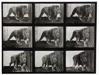 Fotografie time-lapse di un leone che cammina nella sua gabbia