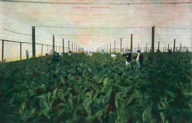 Raccolta del tabacco, 1900