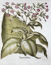 Pianta di tabacco, 1613
