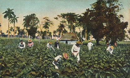 Piantagione di tabacco, Cuba