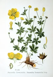 Tormentilla, 1893
