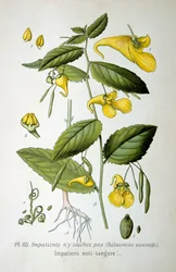 Non mi toccare balsamo, 1893