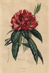 Rododendro arboreo, Rhododendron arboreum