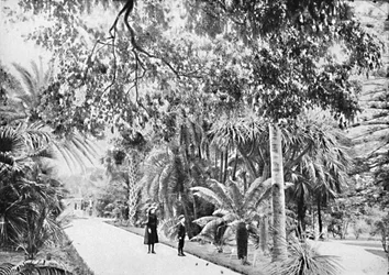 Palme tropicali e felci nei giardini botanici, c1900