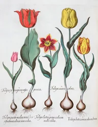 Tulipani, 1613