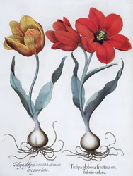 Tulipani, 1613