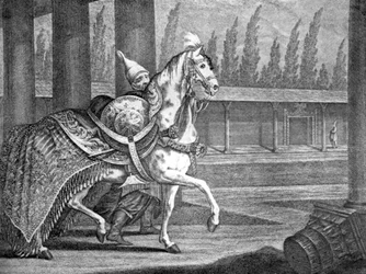 Cavallo arabo del sultano turco