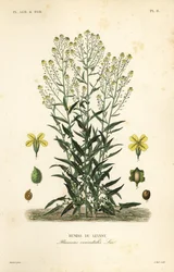 Rucola turca, Bunias orientalis