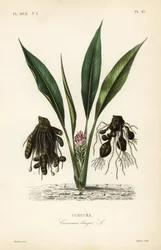 Curcuma, Curcuma longa