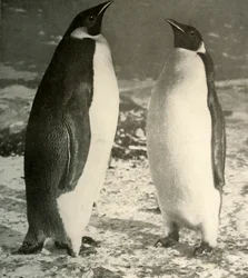 Due pinguini imperatore, c1908, 1909