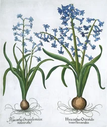 Due giacinti blu, 1613